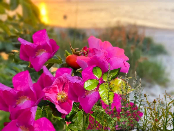 Dog Rose Hip Bush Sunset Beach Baltic Sea Nature Landscape — Stockfoto