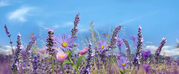 Wild Flowers Lavender Grass Field Blue Sky Banner Template Background — Photo