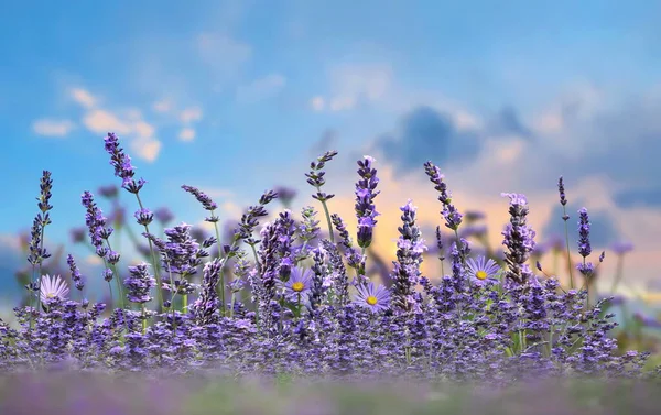 Wild Field Lavender Flowwers Front Blue Sky Sunset Nature Landscape — Stock Photo, Image