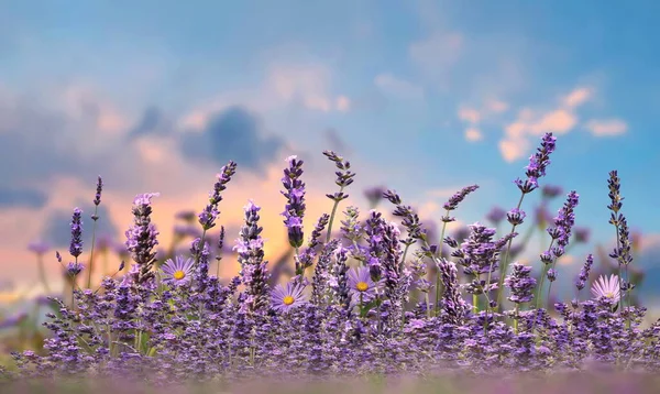 Meadow Wild Field Lavender Flowers Front Blue Sky Sunset Nature — Fotografia de Stock