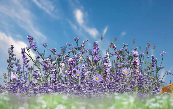 Wild Field Lavender Flowers Front Blue Sky Spring Summer Flowers — Photo