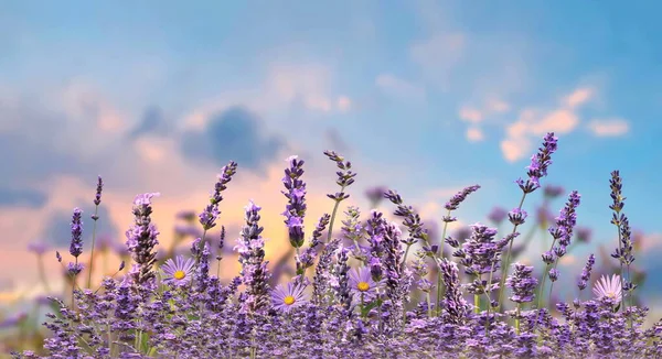 Flowers Wild Field Lavender Front Blue Sky Summer Spring Nature — Fotografia de Stock