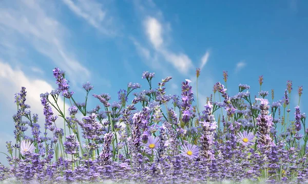 Flowers Wild Field Lavender Front Blue Sky Summer Spring Nature — Photo