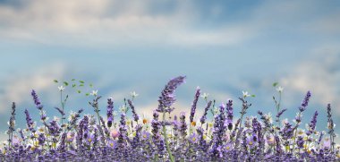  daisy and lavender flowers on on wild field  blue sky summer springs nature landscape banner background