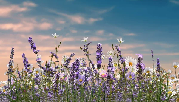 Daisy Lavender Flowers Wild Field Blue Sky Summer Springs Nature — Photo