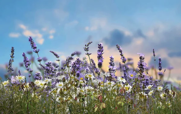 Daisy Lavender Flowers Wild Field Blue Sky Summer Springs Nature — Photo