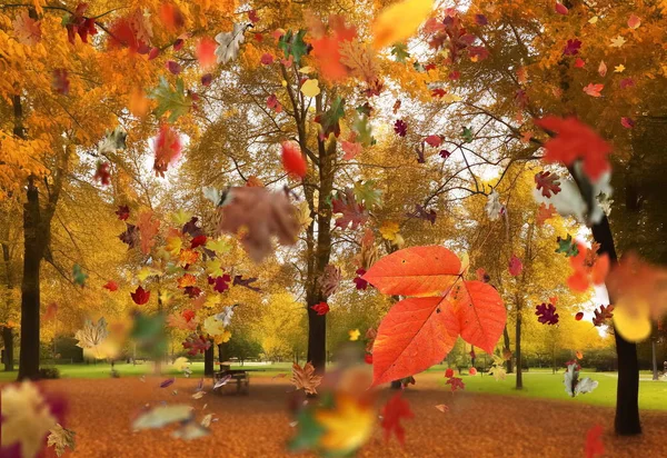 公園内の秋の森と湖の水の反射 金オレンジ色の赤の葉は晴れた日に落ちる季節天気予報 — ストック写真
