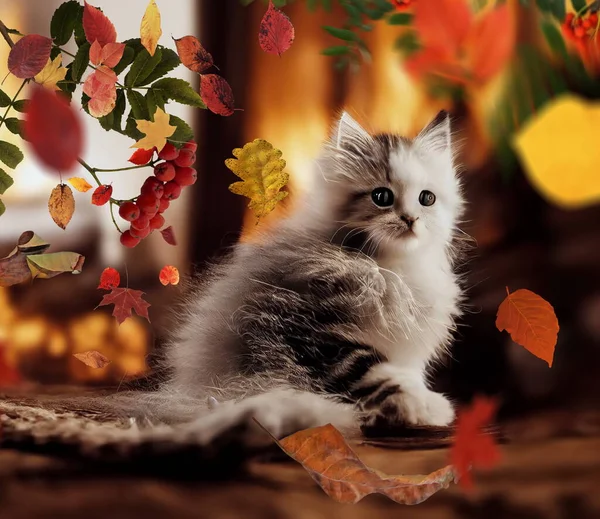 在秋天的森林里 可爱的小猫咪坐在田里 黄叶飘落在季节的景色里 — 图库照片