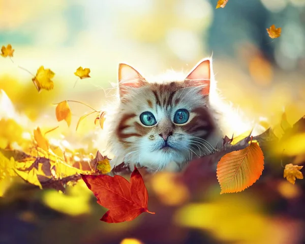kitty cat portrait ,cat  sit  on  Autumn field in forest