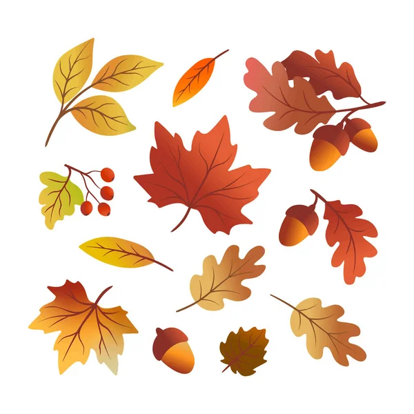 Autumn Leaves Acorn White Background Autumn Themes Vector Illustration — Wektor stockowy