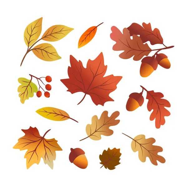 Autumn leaves and acorn on a white background for autumn themes. Vector illustration