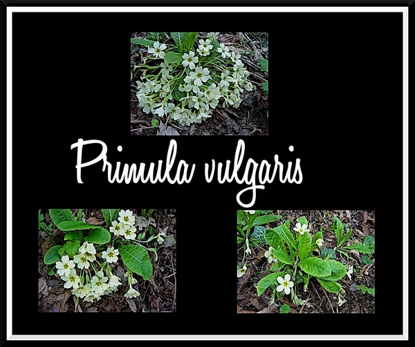 Primula vulgaris — Foto de Stock