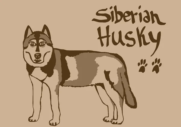 Siberian Husky Jahrgang — Stockfoto