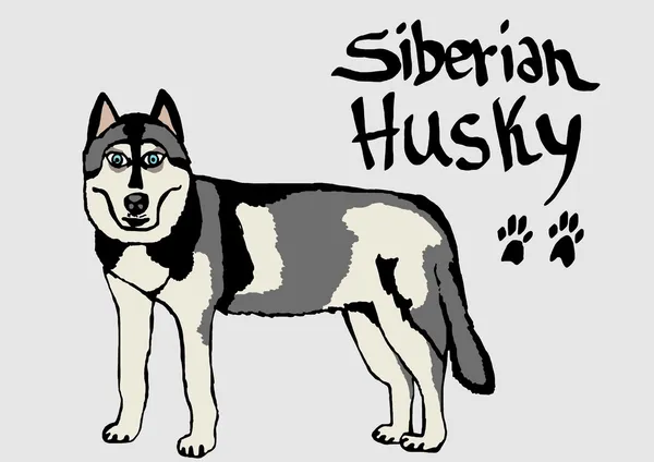 Sibirischer Husky — Stockfoto