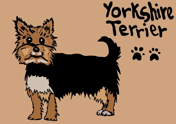 Yorkshire terrier — Zdjęcie stockowe