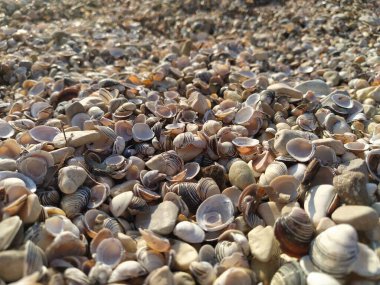 İtalya 'daki Garda göl kabuklarının görüntüsü