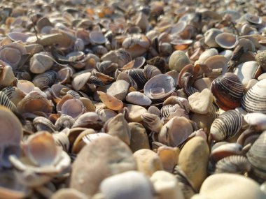 İtalya 'daki Garda göl kabuklarının görüntüsü