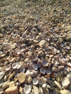 İtalya 'daki Garda Gölü Deniz Kabukları Sahili manzarası