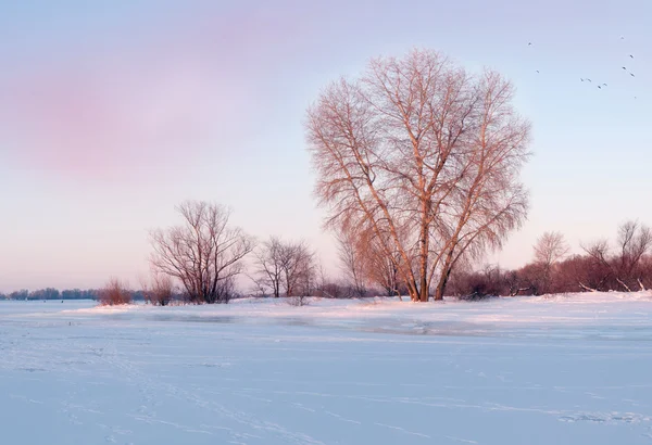 Frozen River — Stock Photo, Image