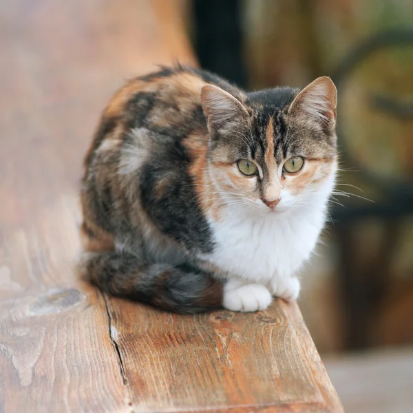 sevimli kedi