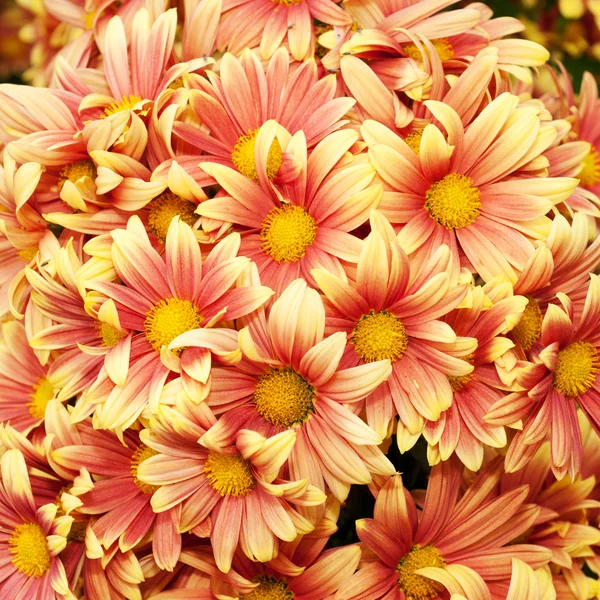 Chrysanthemen — Stockfoto