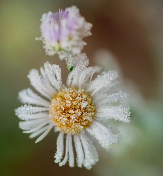 Frozen flower frosted — Stock Photo, Image