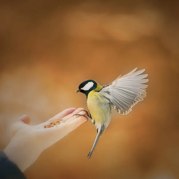 Acção das aves — Fotografia de Stock