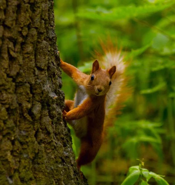 Écureuil sur un arbre — Photo