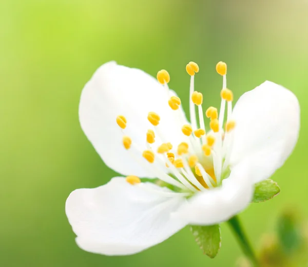 Flower — Stock Photo, Image