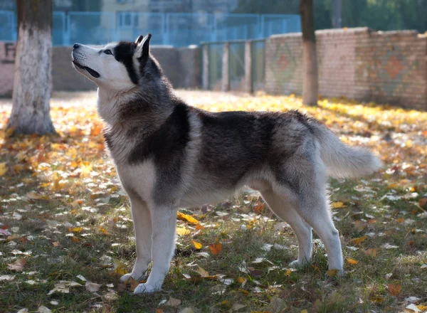 Perro Husky pedigrees — Foto de Stock