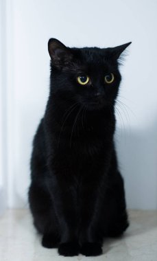 Beyaz arka planda siyah bir kedi, büyük sarı gözlü çok güzel bir kedi.