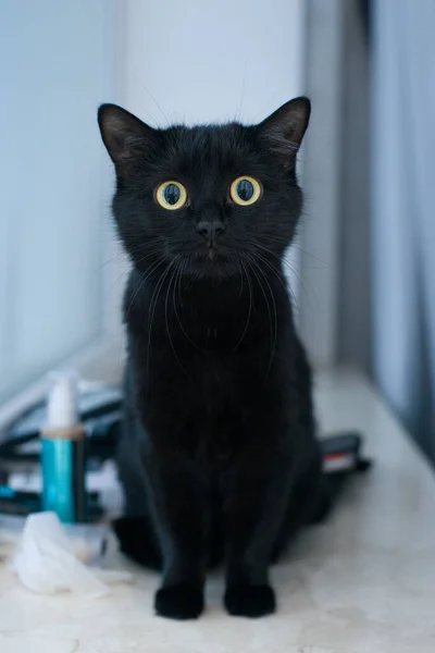 Beyaz arka planda siyah bir kedi, büyük sarı gözlü çok güzel bir kedi.