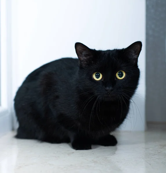 Μαύρη Γάτα Λευκό Φόντο Μεγάλα Κίτρινα Μάτια Πολύ Όμορφη Γάτα — Φωτογραφία Αρχείου