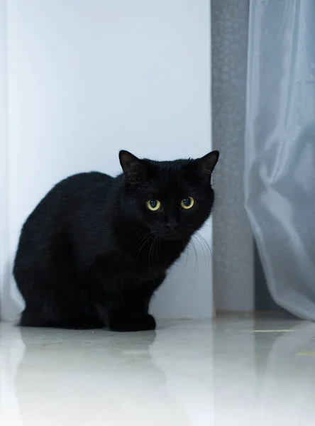 Beyaz arka planda siyah bir kedi, büyük sarı gözlü çok güzel bir kedi.