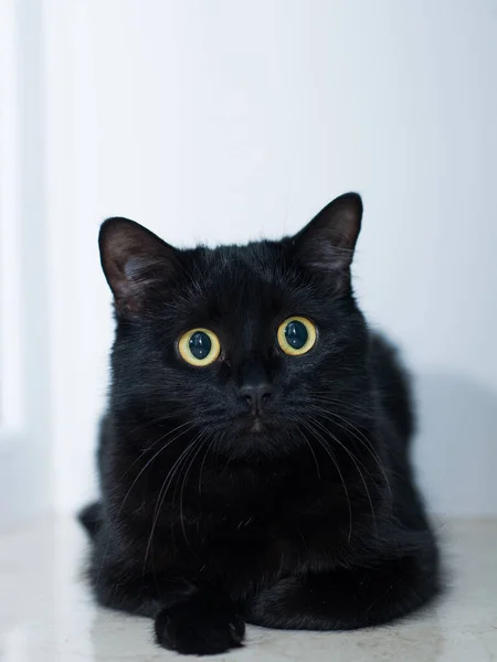 白色背景上的黑猫 黄色的大眼睛非常漂亮的猫 — 图库照片