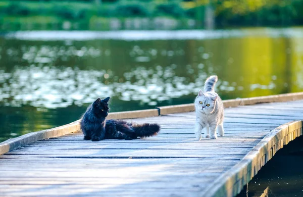 Gato Blanco Naturaleza Jugando Con Gato Negro Naturaleza Por Agua — Foto de Stock