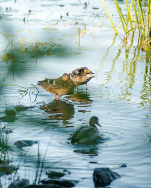 Ördek akşam ördekleri tüylerini suyla temizler sessiz bir gölette güzel bir akşam ışığı ve huzurlu bir gökyüzü olan