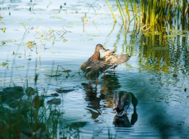Ördek akşam ördekleri tüylerini suyla temizler sessiz bir gölette güzel bir akşam ışığı ve huzurlu bir gökyüzü olan