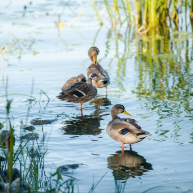 Ördek akşam ördekleri tüylerini suyla temizler sessiz bir gölette güzel bir akşam ışığı ve huzurlu bir gökyüzü olan