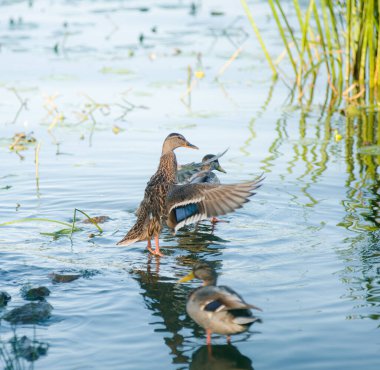 Ördek akşam ördekleri tüylerini suyla temizler sessiz bir gölette güzel bir akşam ışığı ve huzurlu bir gökyüzü olan
