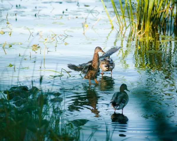 Duck Evening Ducks Clean Feathers Water Pond Quiet Place Beautiful — Stock Photo, Image