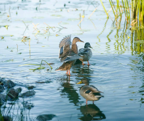 Duck Evening Ducks Clean Feathers Water Pond Quiet Place Beautiful — Stock Photo, Image