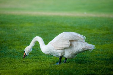 Çok güzel beyaz bir kuğu yeşil çimenleri kemiriyor.