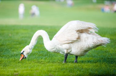 Çok güzel beyaz bir kuğu yeşil çimenleri kemiriyor.