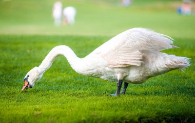 Çok güzel beyaz bir kuğu yeşil çimenleri kemiriyor.