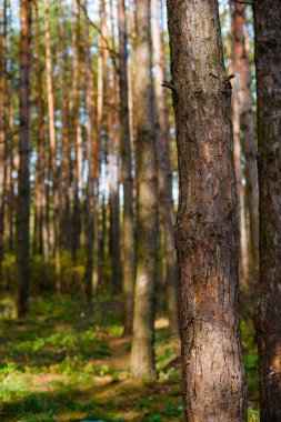 Kozalaklı kozalaklı çam ağaçları ve yerdeki dallardan gelen turuncu iğneler.