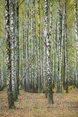 Bir sürü güzel ağacı olan huş ağacı.