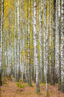 Bir sürü güzel ağacı olan huş ağacı.