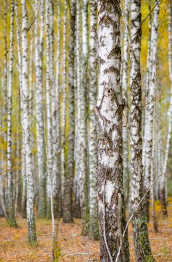 Bir sürü güzel ağacı olan huş ağacı.