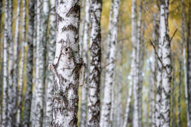 Bir sürü güzel ağacı olan huş ağacı.